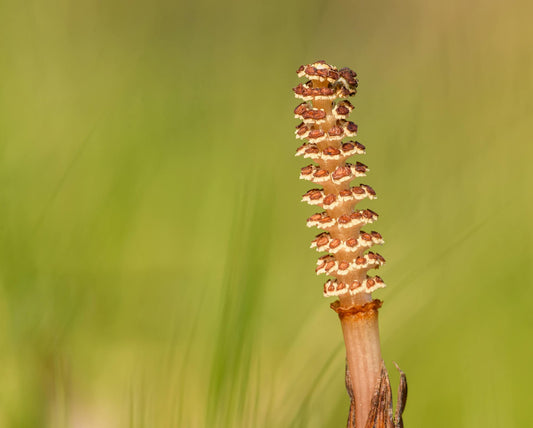 Horsetail for Hair Growth: The Silica Connection Behind Stronger Hair