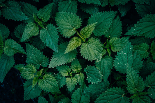 Nettle for Hair Growth: Why This Mineral-Rich Herb Supports Stronger Hair