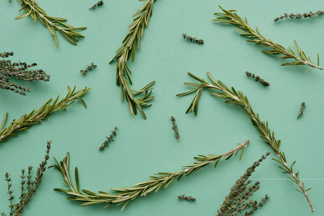 Rosemary for Hair Growth: Can This Traditional Herb Support Hair Health?